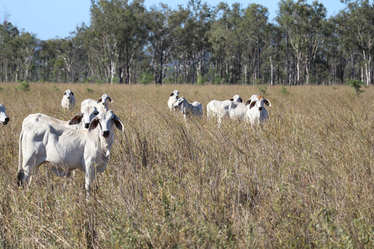 Horseback Mustering: A Calmer Way to Work Cattle