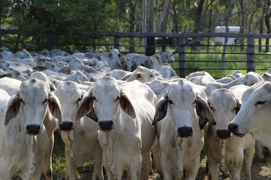 Smarter Grazing Decisions with Datamars and Artificial Intelligence (AI)