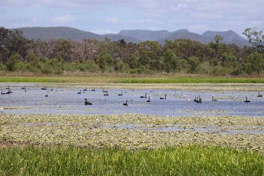 Working With the Land: Natural Sequence Farming and Rotational Grazing